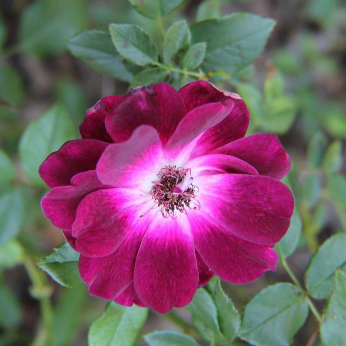 Burgundy Iceberg Perennial Rose Seeds, 30+ seeds