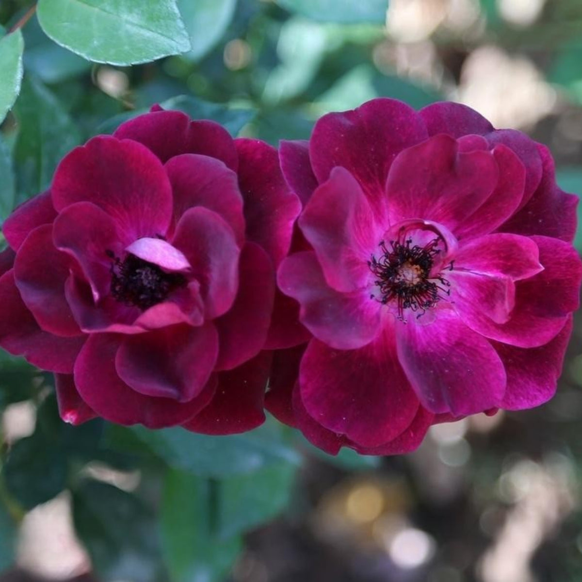 Burgundy Iceberg Perennial Rose Seeds, 30+ seeds
