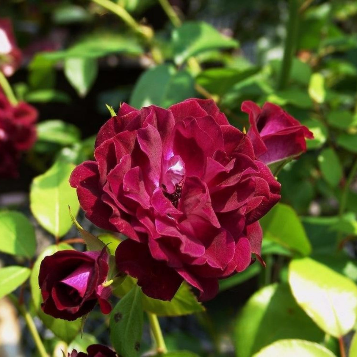 Burgundy Iceberg Perennial Rose Seeds, 30+ seeds