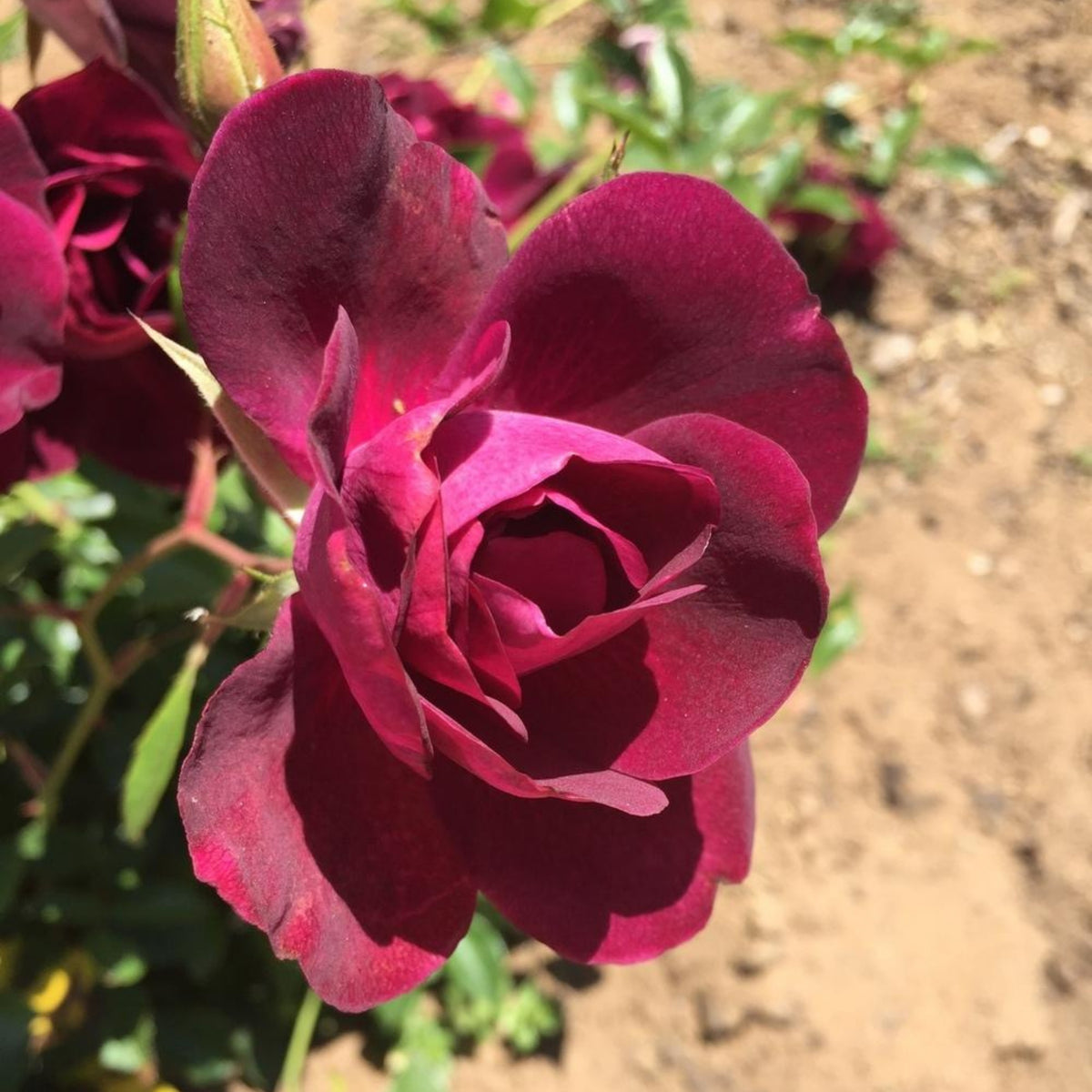 Burgundy Iceberg Perennial Rose Seeds, 30+ seeds