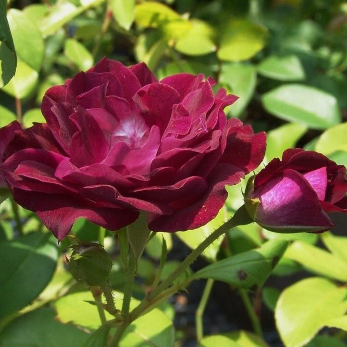 Burgundy Iceberg Perennial Rose Seeds, 30+ seeds