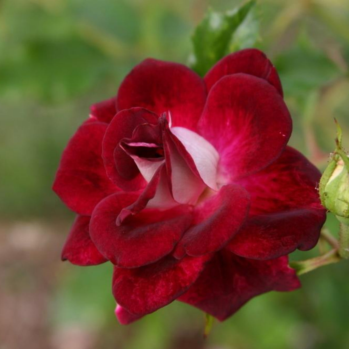 Burgundy Iceberg Perennial Rose Seeds, 30+ seeds