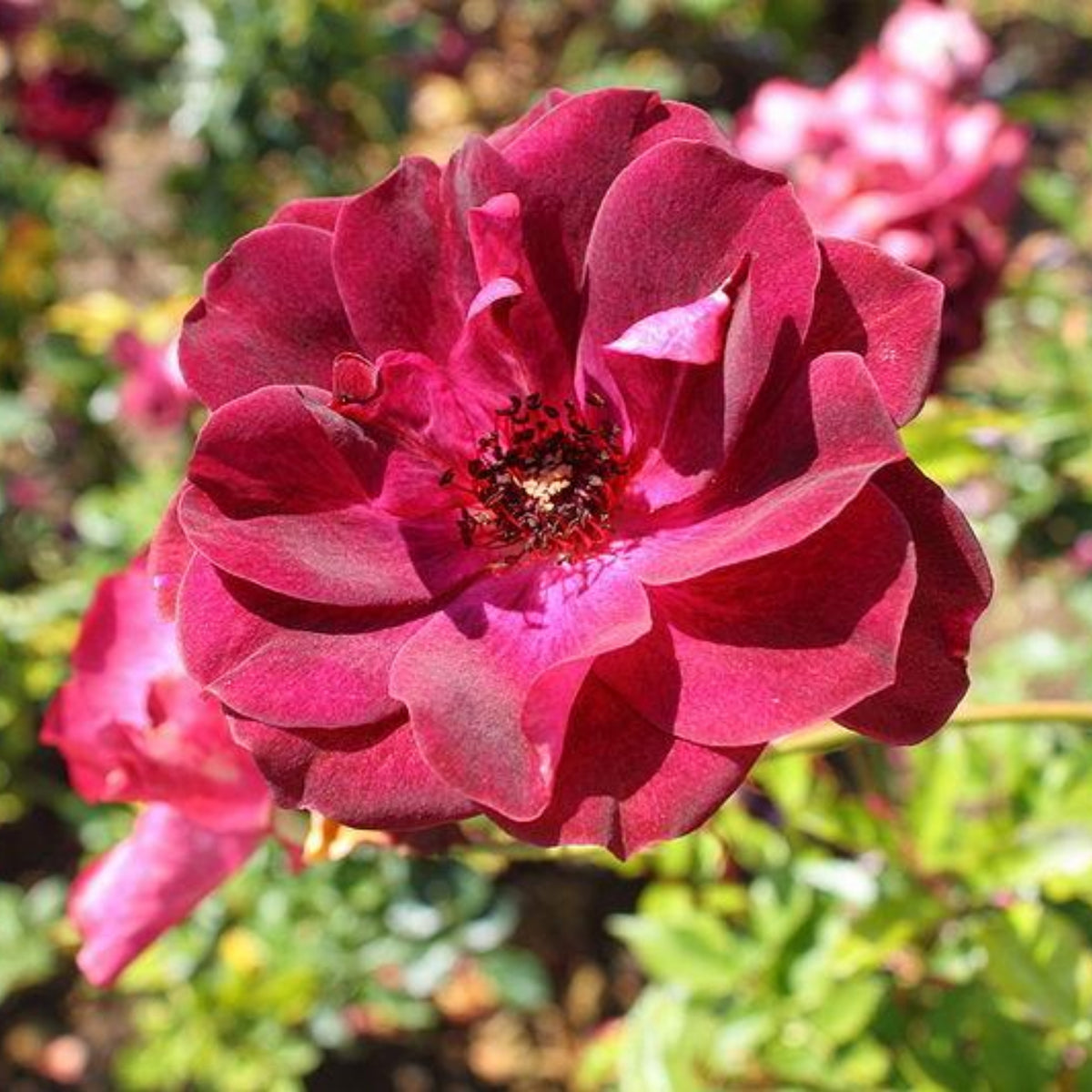 Burgundy Iceberg Perennial Rose Seeds, 30+ seeds