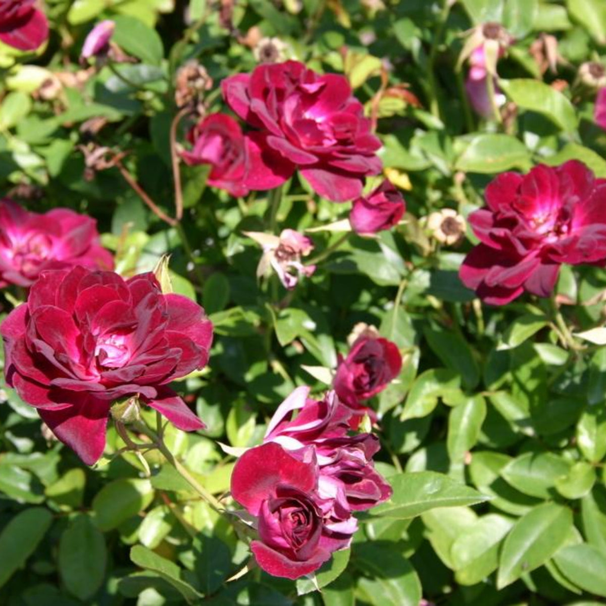 Burgundy Iceberg Perennial Rose Seeds, 30+ seeds