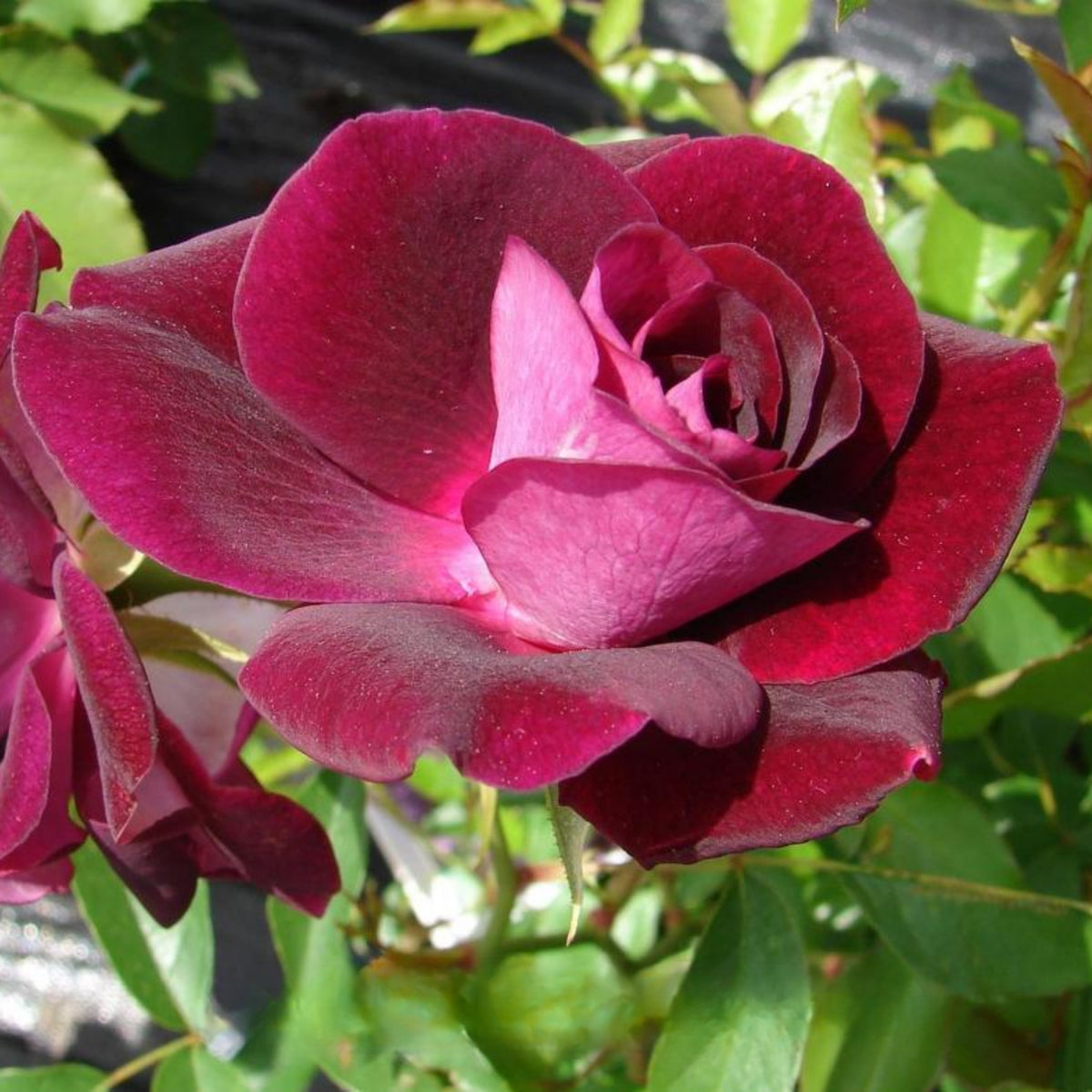 Burgundy Iceberg Perennial Rose Seeds, 30+ seeds
