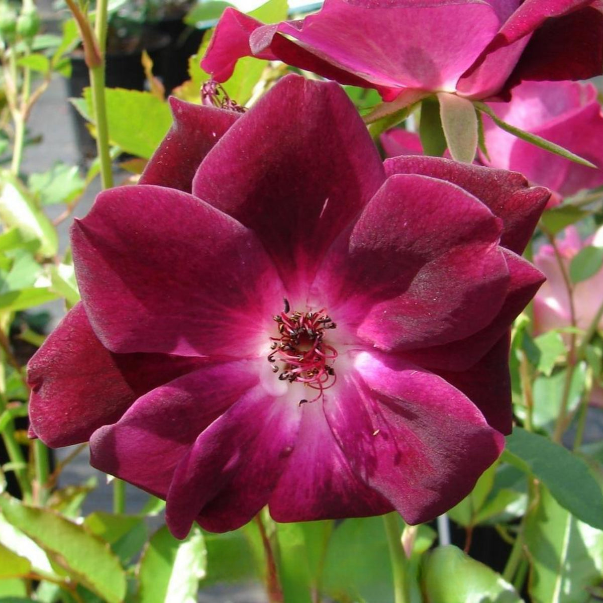 Burgundy Iceberg Perennial Rose Seeds, 30+ seeds