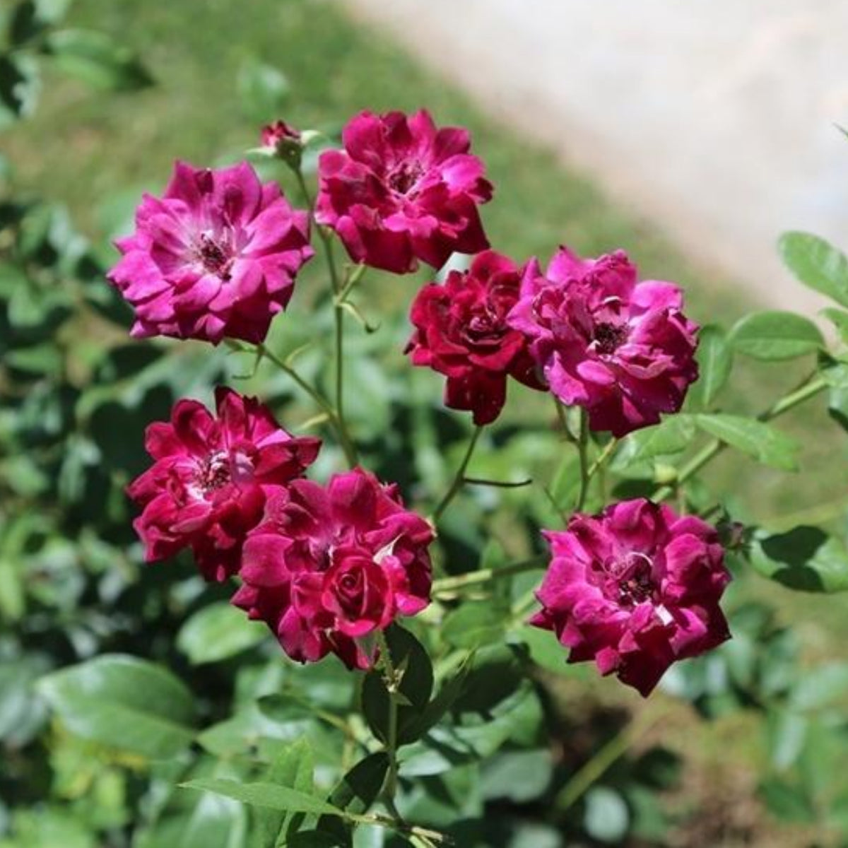 Burgundy Iceberg Perennial Rose Seeds, 30+ seeds