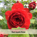 30+ Seeds| Red Apple Rose Perennial Seeds - Bright Red Blooms - Garden Rose - Long Blooming Flower - Cottage Garden - Cut Flower#1191
