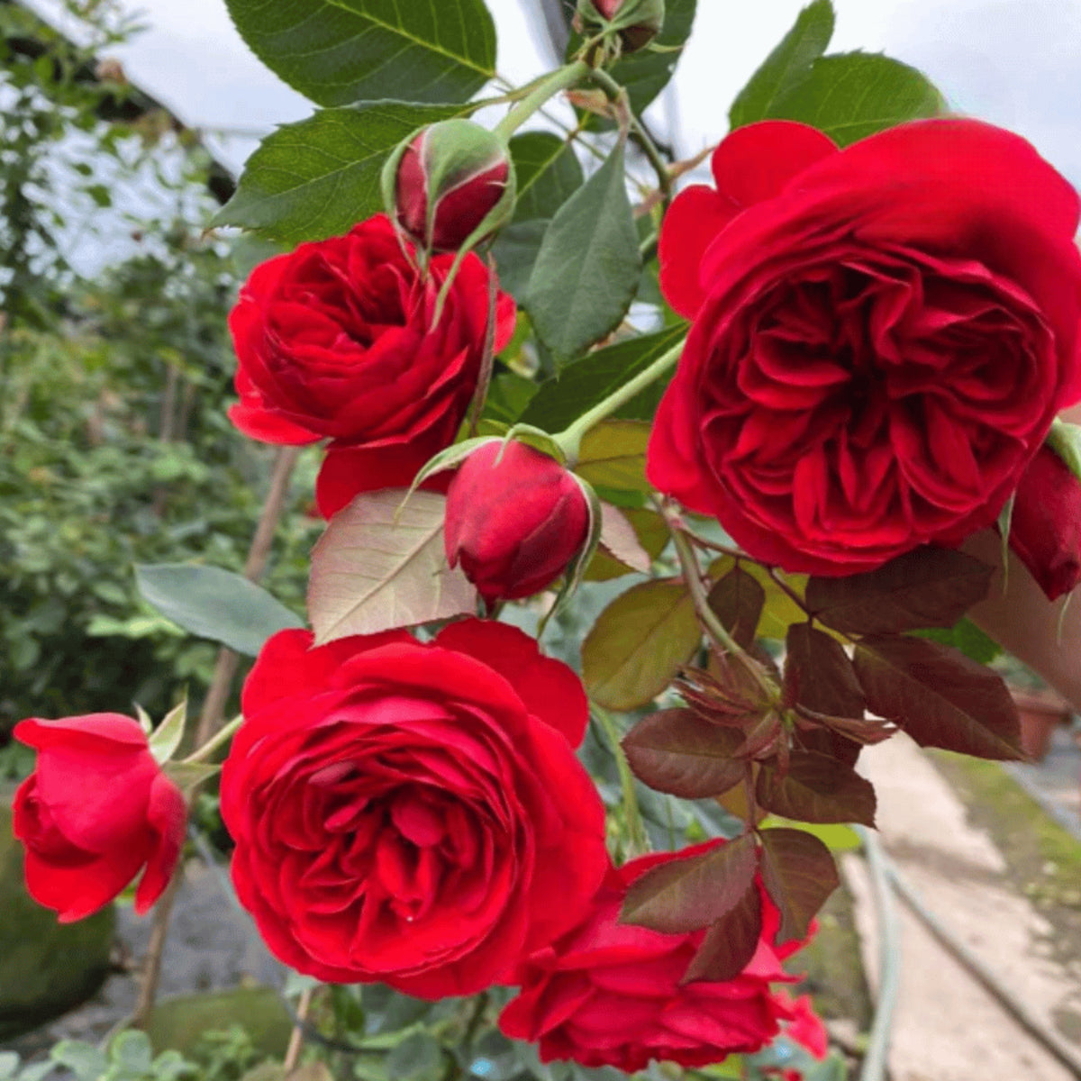 Red Apple Rose Perennial Seeds - Bright Red Blooms, 30+ seeds