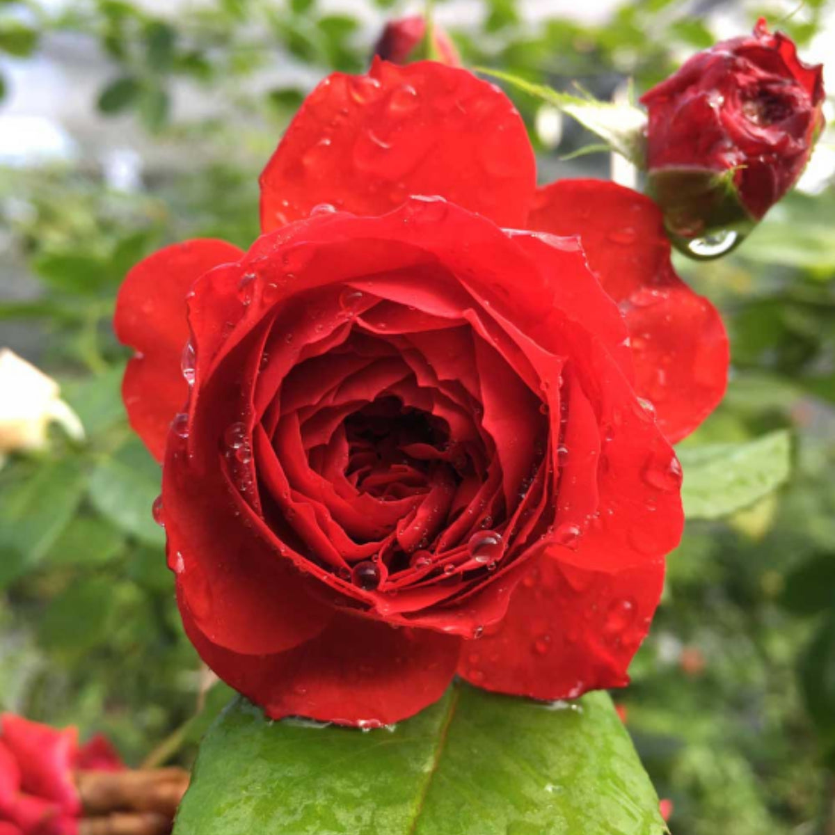 Red Apple Rose Perennial Seeds - Bright Red Blooms, 30+ seeds