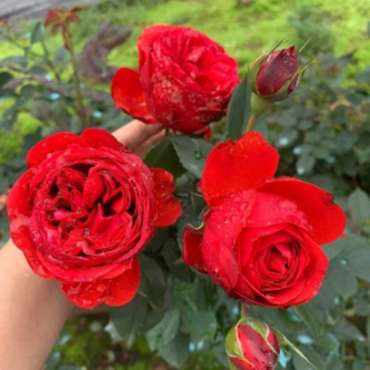 Red Apple Rose Perennial Seeds - Bright Red Blooms, 30+ seeds