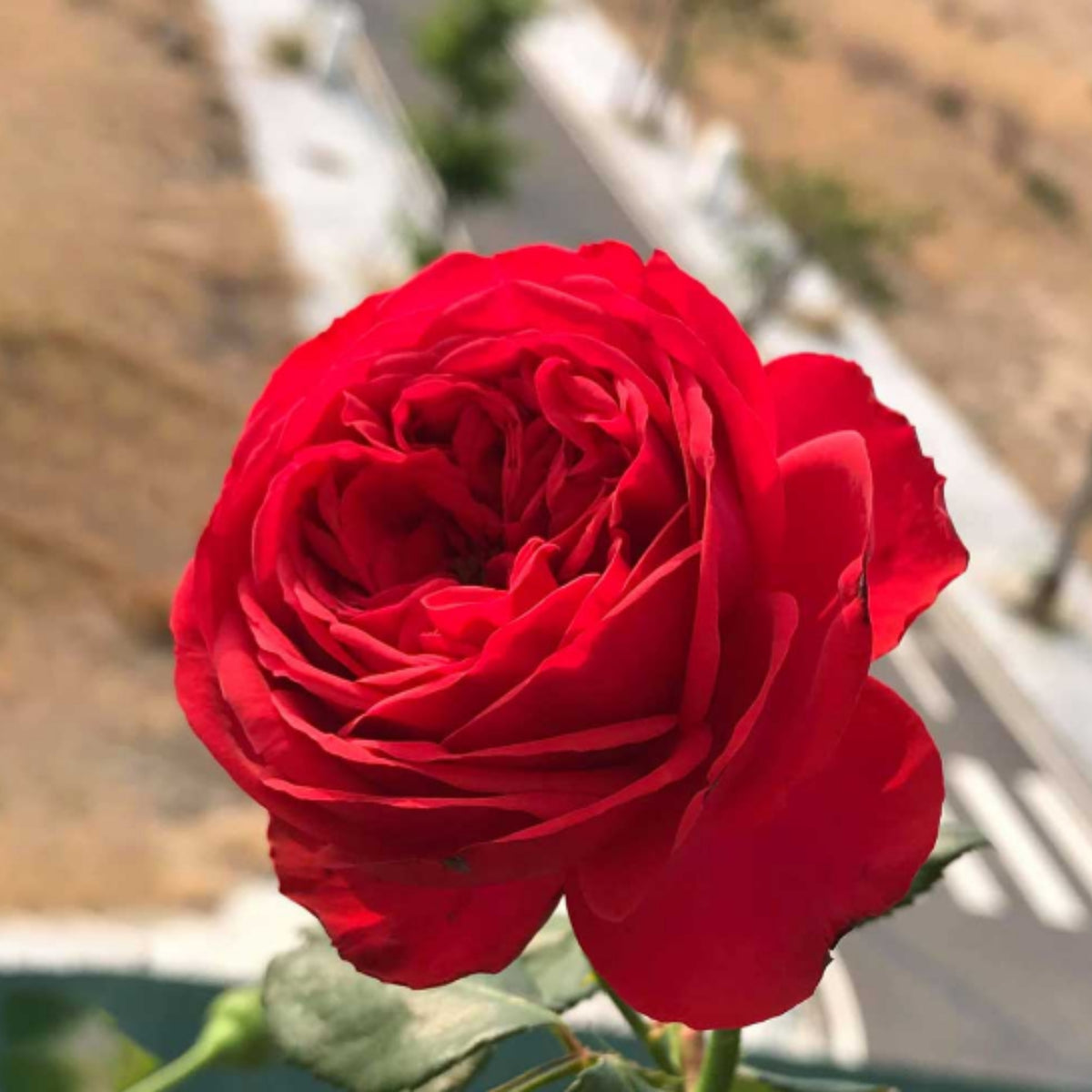 Red Apple Rose Perennial Seeds - Bright Red Blooms, 30+ seeds