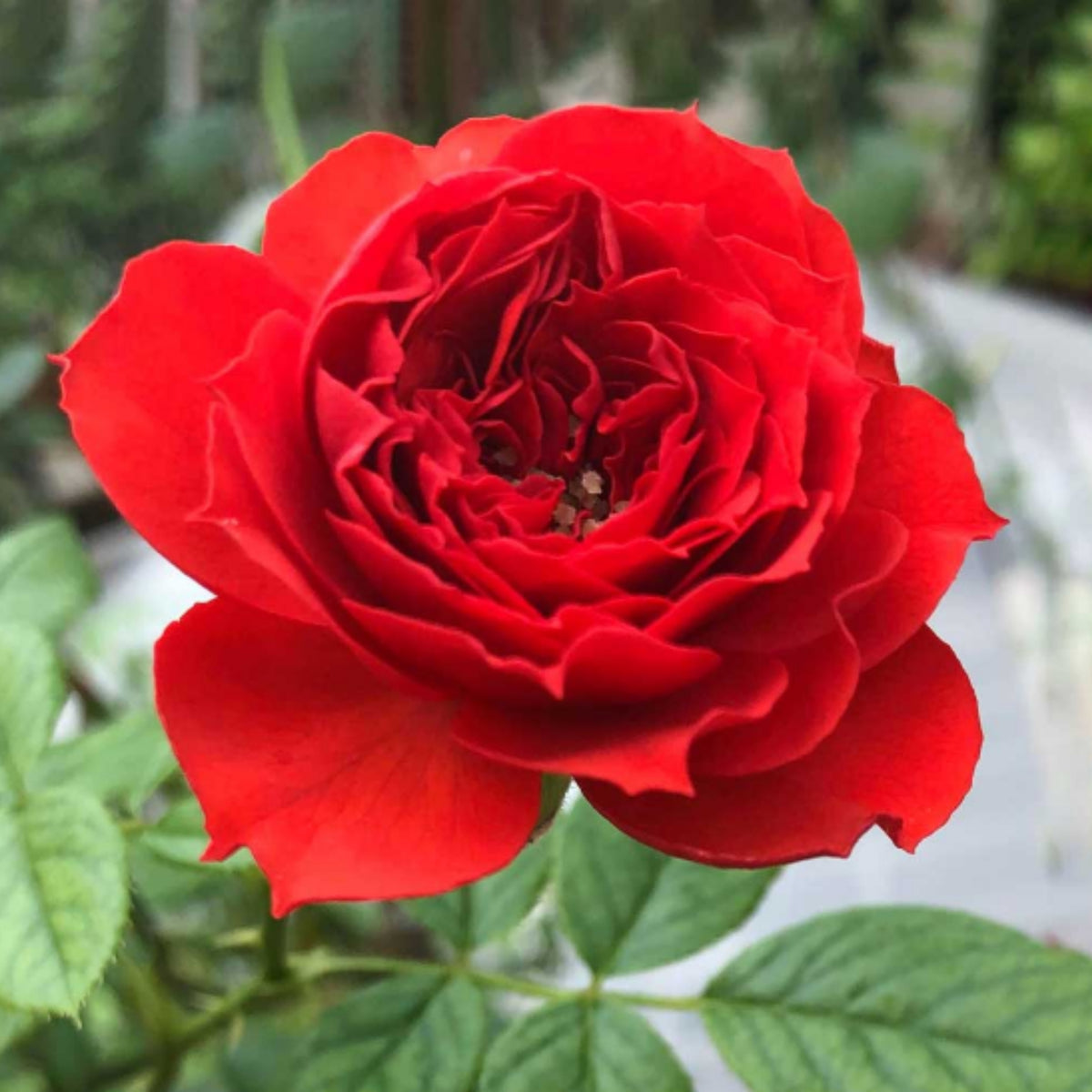 Red Apple Rose Perennial Seeds - Bright Red Blooms, 30+ seeds