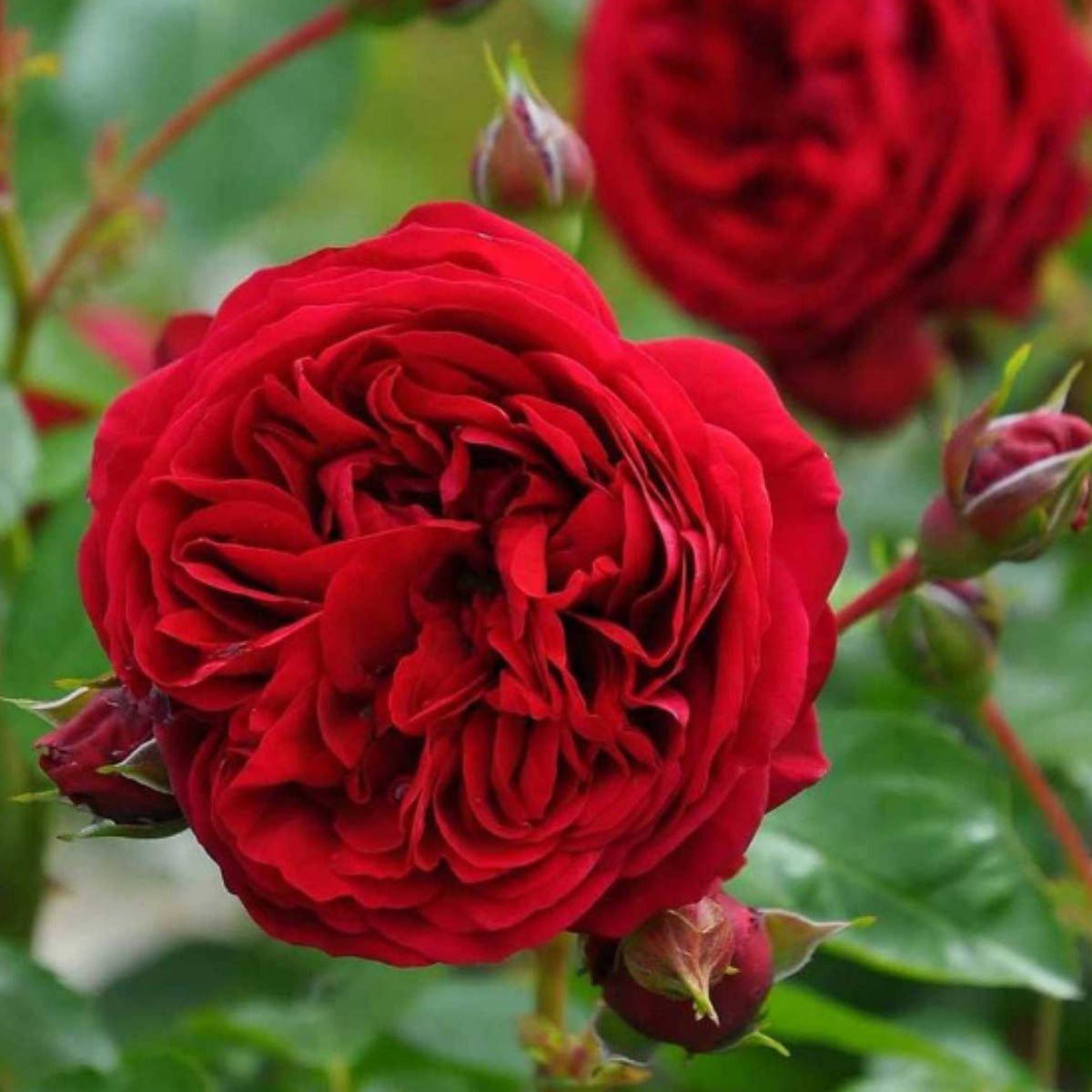 Red Apple Rose Perennial Seeds - Bright Red Blooms, 30+ seeds