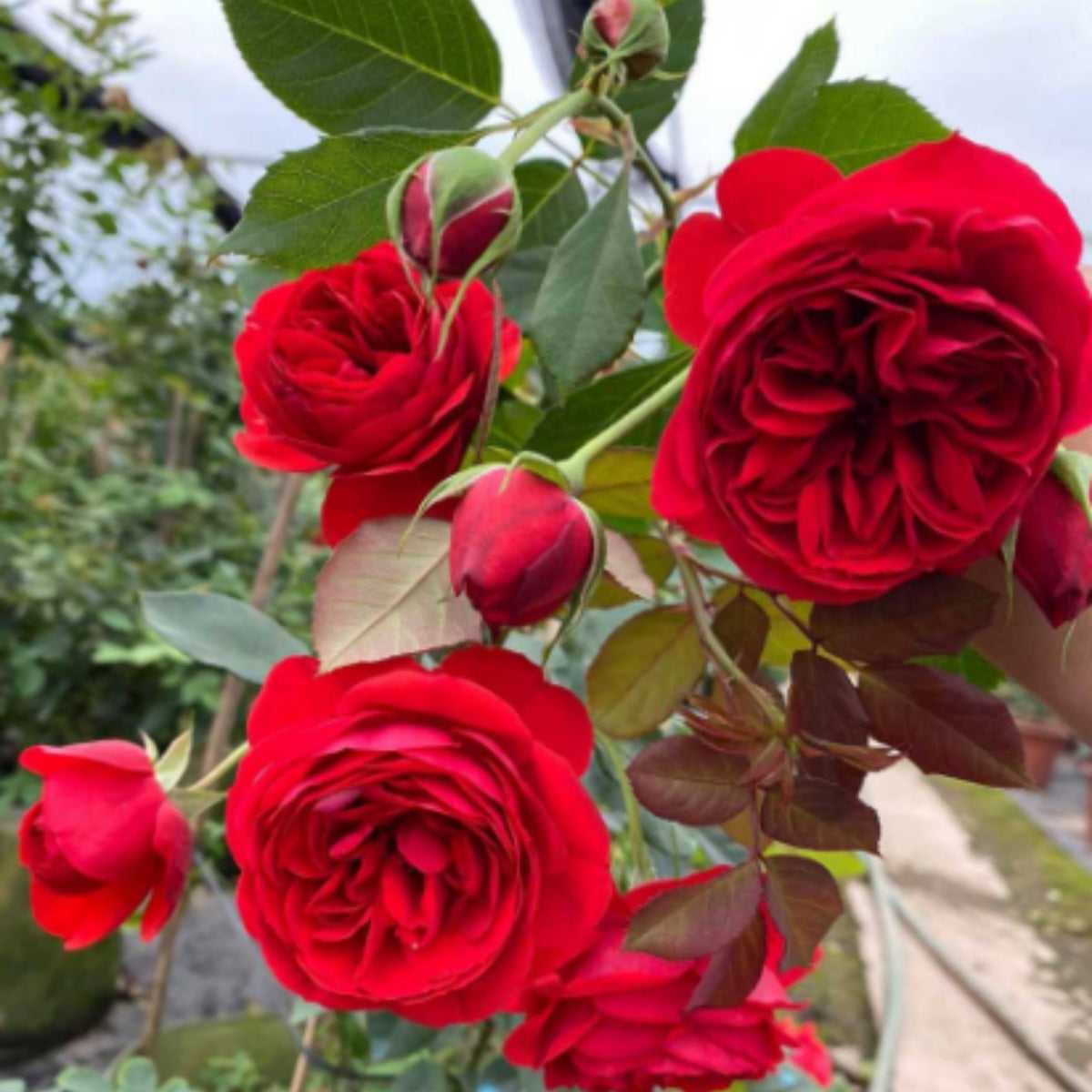 Red Apple Rose Perennial Seeds - Bright Red Blooms, 30+ seeds