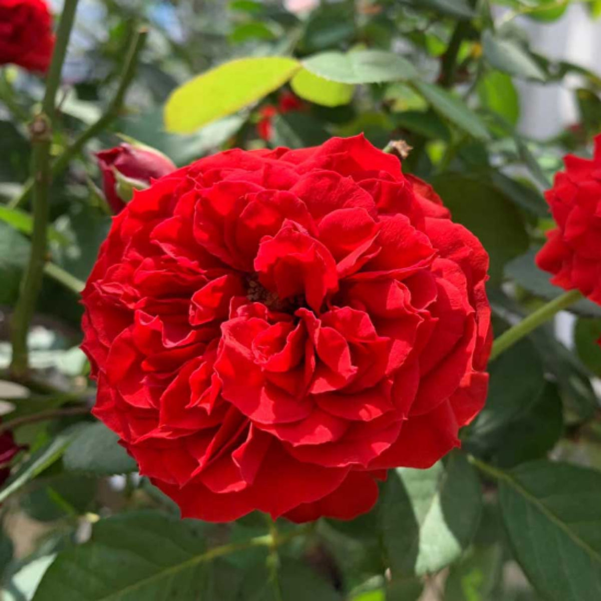 Red Apple Rose Perennial Seeds - Bright Red Blooms, 30+ seeds