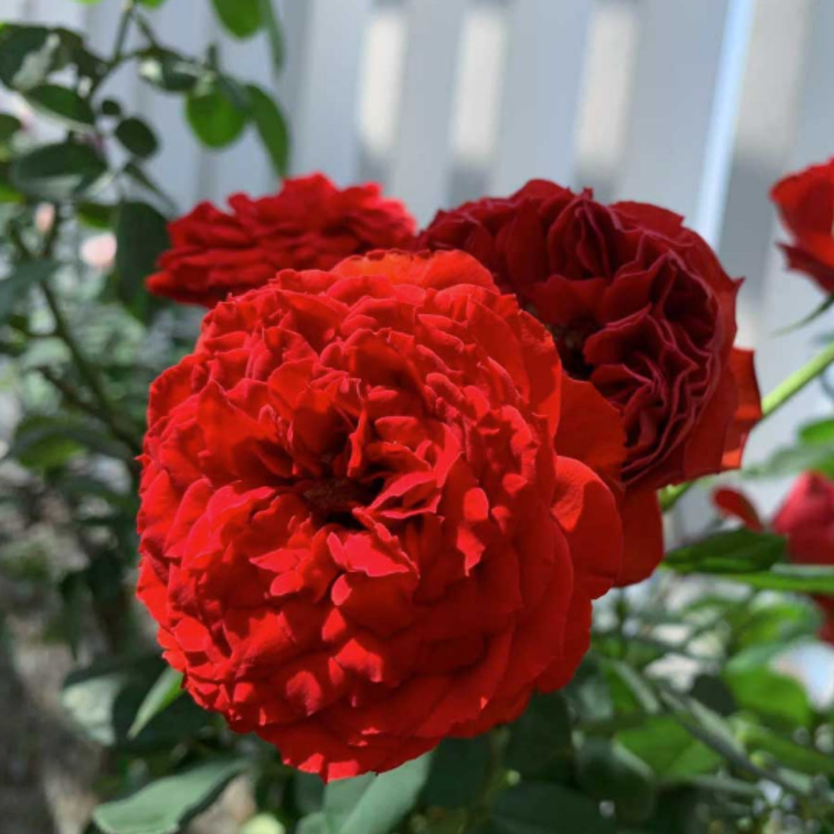 Red Apple Rose Perennial Seeds - Bright Red Blooms, 30+ seeds