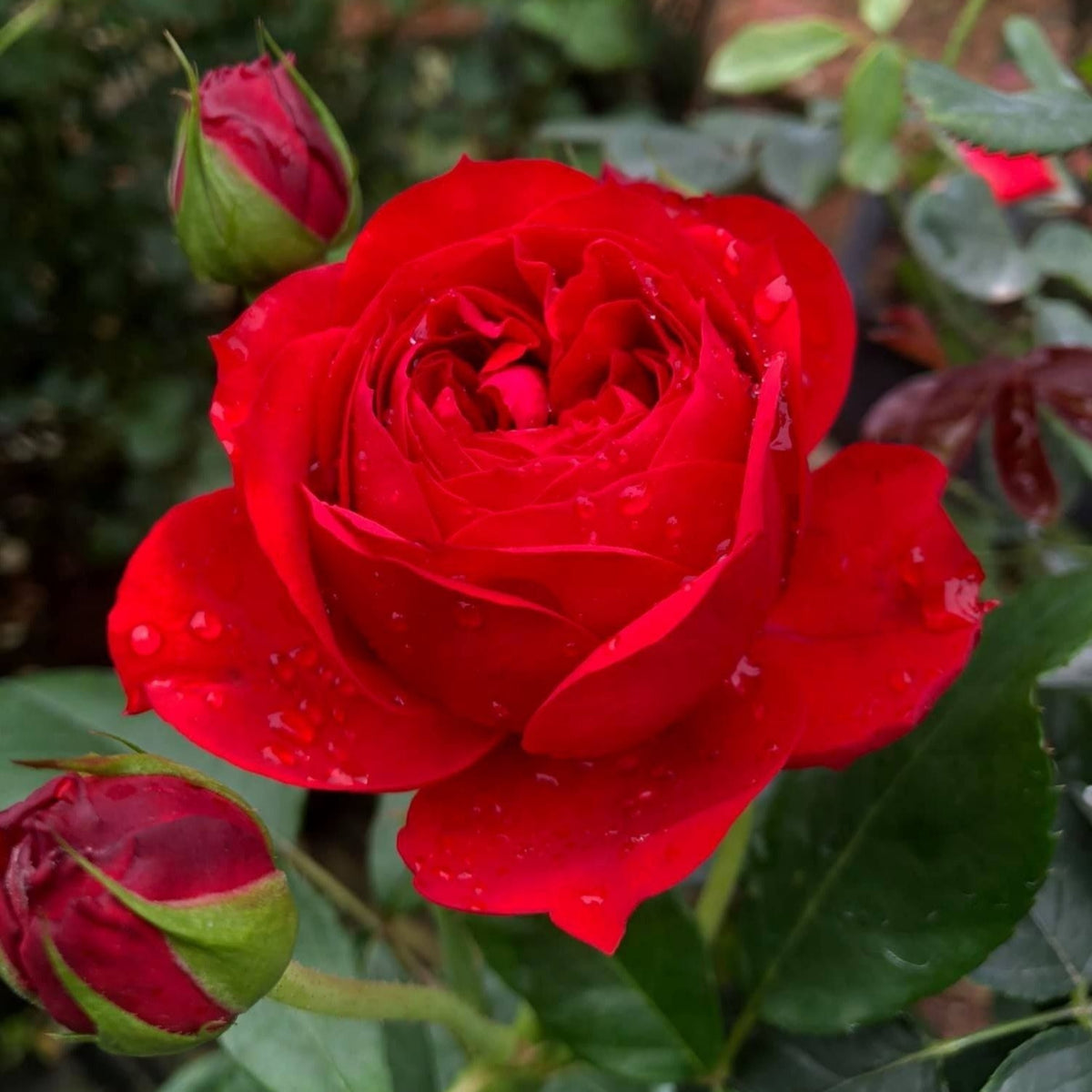 Red Apple Rose Perennial Seeds - Bright Red Blooms, 30+ seeds