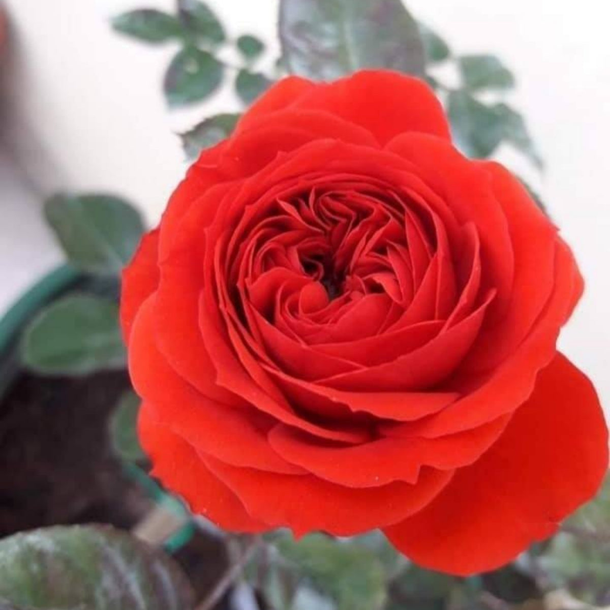 Red Apple Rose Perennial Seeds - Bright Red Blooms, 30+ seeds