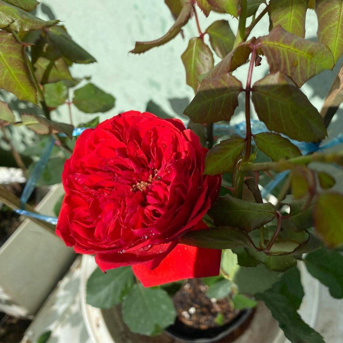 Red Apple Rose Perennial Seeds - Bright Red Blooms, 30+ seeds
