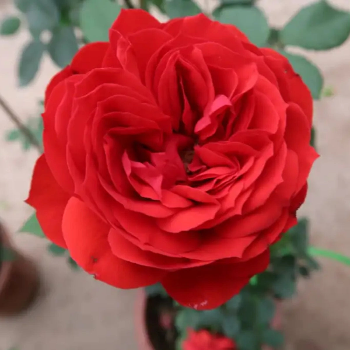 Red Apple Rose Perennial Seeds - Bright Red Blooms, 30+ seeds