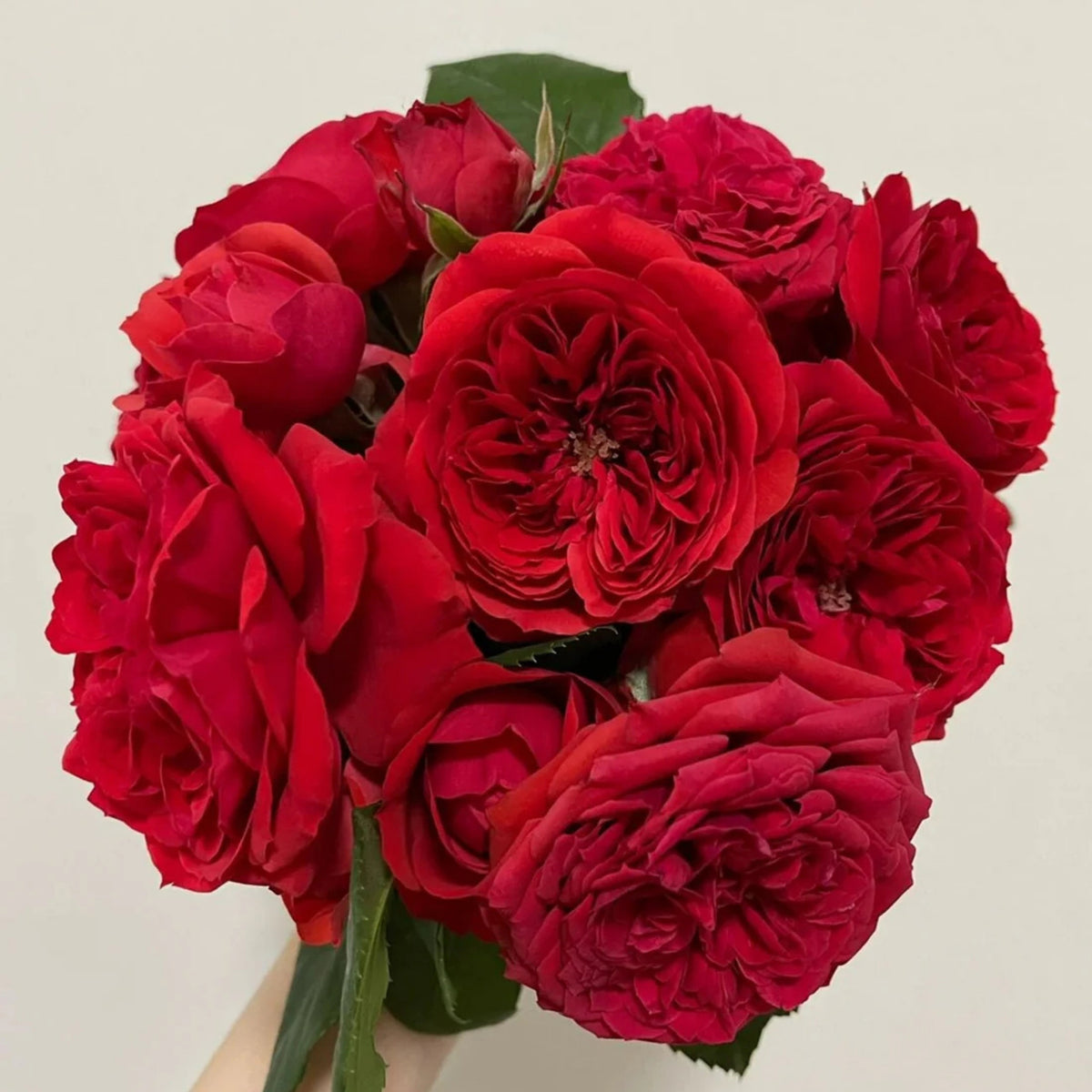 Red Apple Rose Perennial Seeds - Bright Red Blooms, 30+ seeds