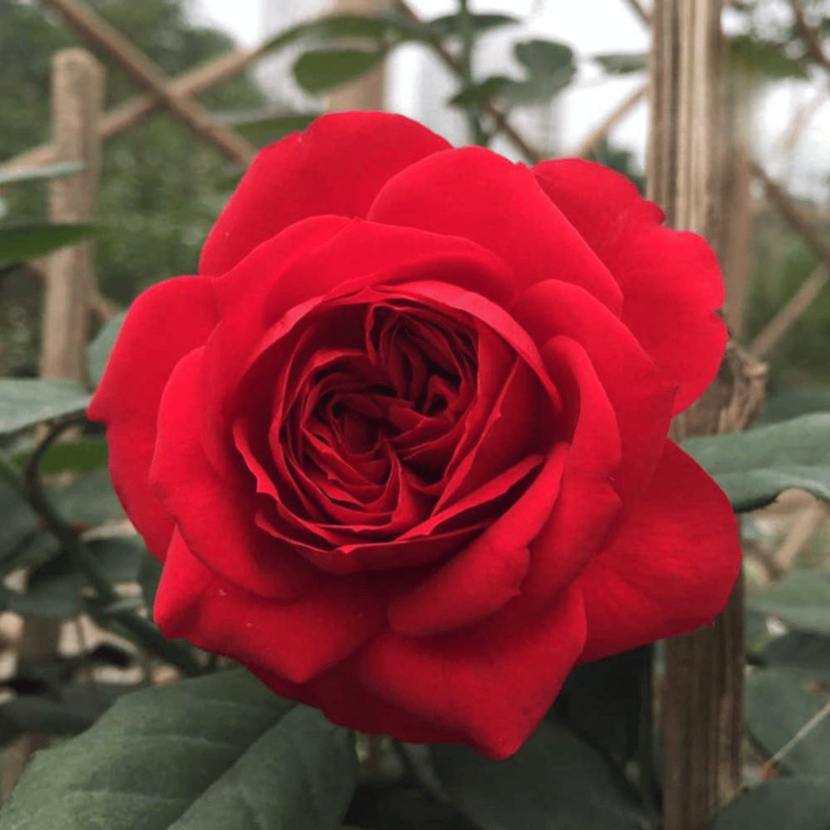 Red Apple Rose Perennial Seeds - Bright Red Blooms, 30+ seeds