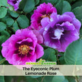 30+ Seeds| Eyeconic Plum Lemonade Perennial Rose Seeds - Purple Pink Blooms - Fragrant Garden Rose - Long Blooming Flower - Cut Flower#1192