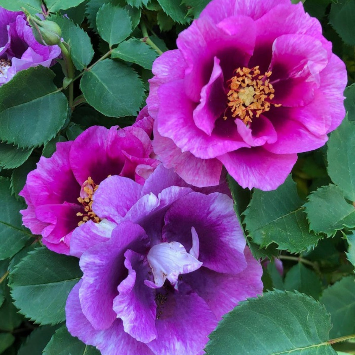 Eyeconic Plum Lemonade Perennial Rose Seeds, 30+ seeds