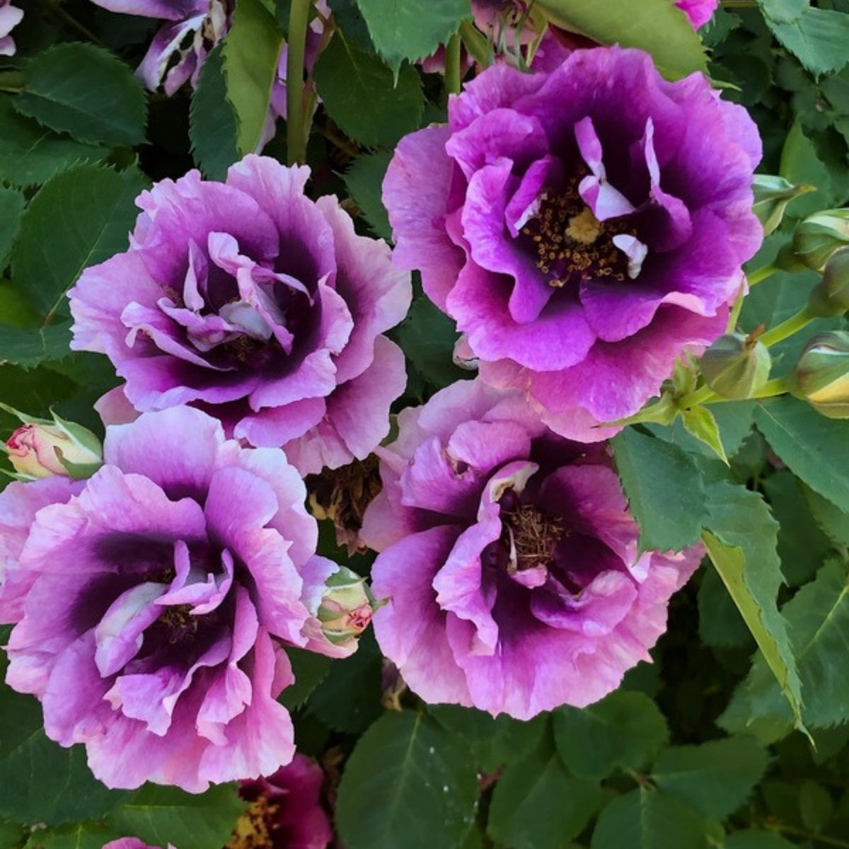 Eyeconic Plum Lemonade Perennial Rose Seeds, 30+ seeds