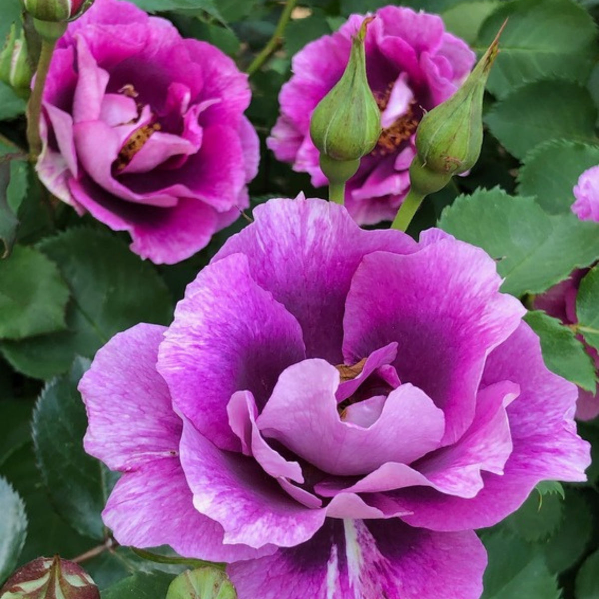 Eyeconic Plum Lemonade Perennial Rose Seeds, 30+ seeds