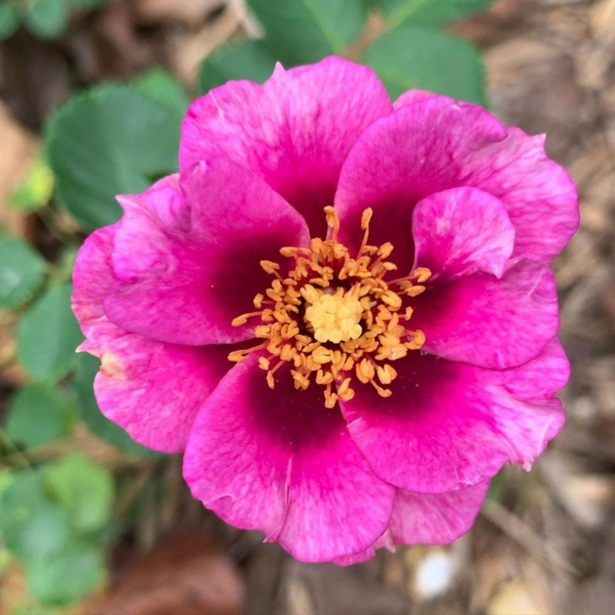 Eyeconic Plum Lemonade Perennial Rose Seeds, 30+ seeds