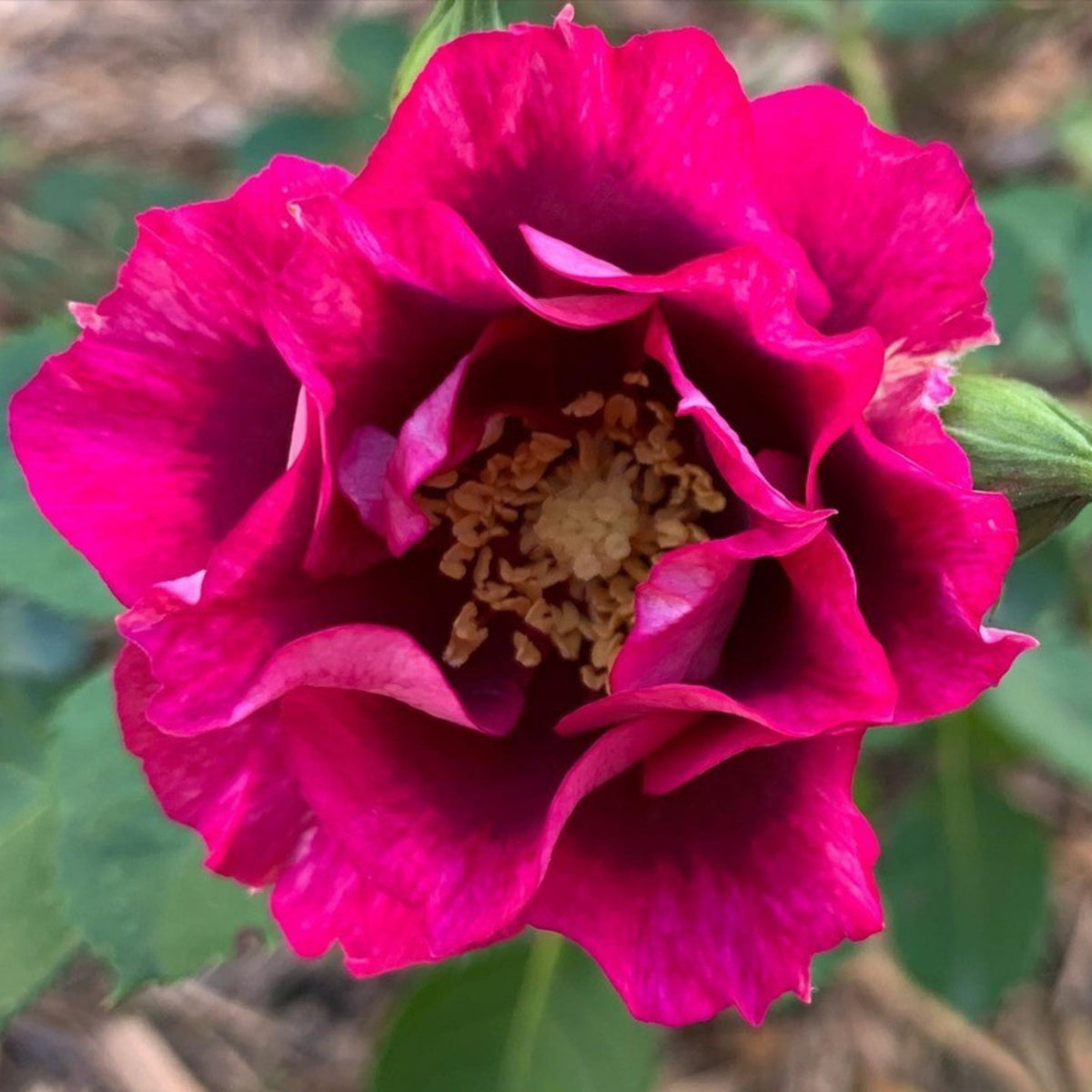 Eyeconic Plum Lemonade Perennial Rose Seeds, 30+ seeds