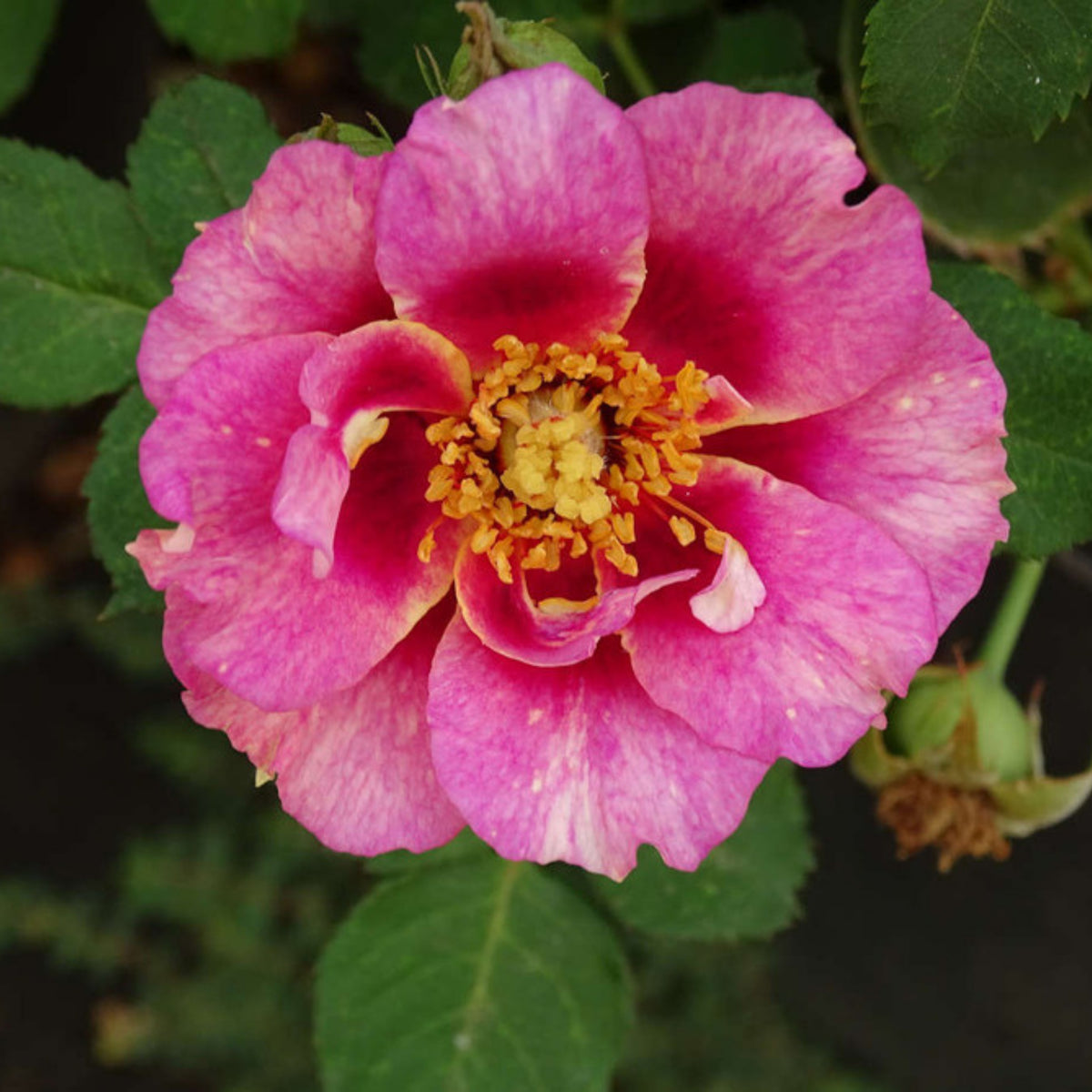 Eyeconic Plum Lemonade Perennial Rose Seeds, 30+ seeds