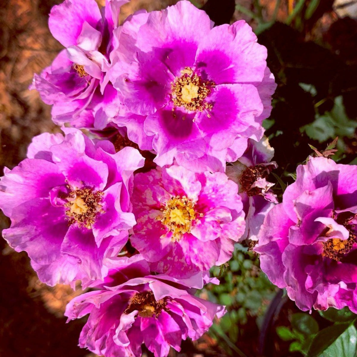 Eyeconic Plum Lemonade Perennial Rose Seeds, 30+ seeds