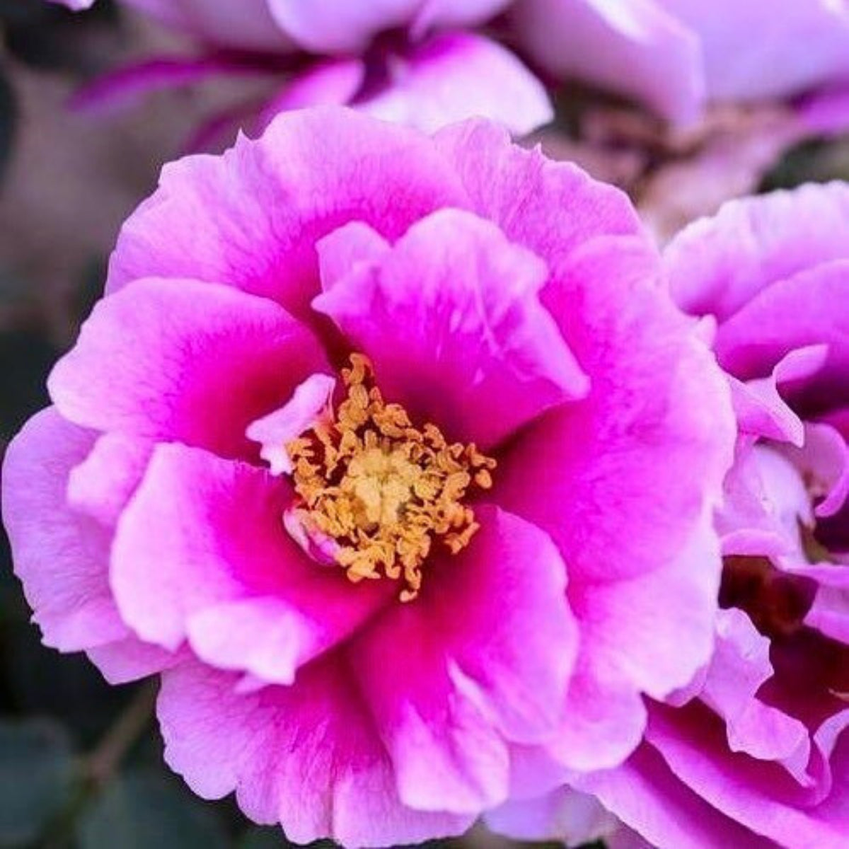 Eyeconic Plum Lemonade Perennial Rose Seeds, 30+ seeds