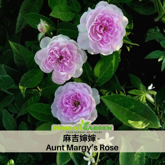 Aunt Margy's Perennial Rose Seeds - Pink and Blush Blooms, 32+ seeds