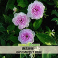 32+ Seeds|麻吉婶婶 - Aunt Margy's Perennial Rose Seeds - Pink and Blush Blooms - Fragrant Garden Rose - Long Blooming Flower - Cottage Garden-#1193