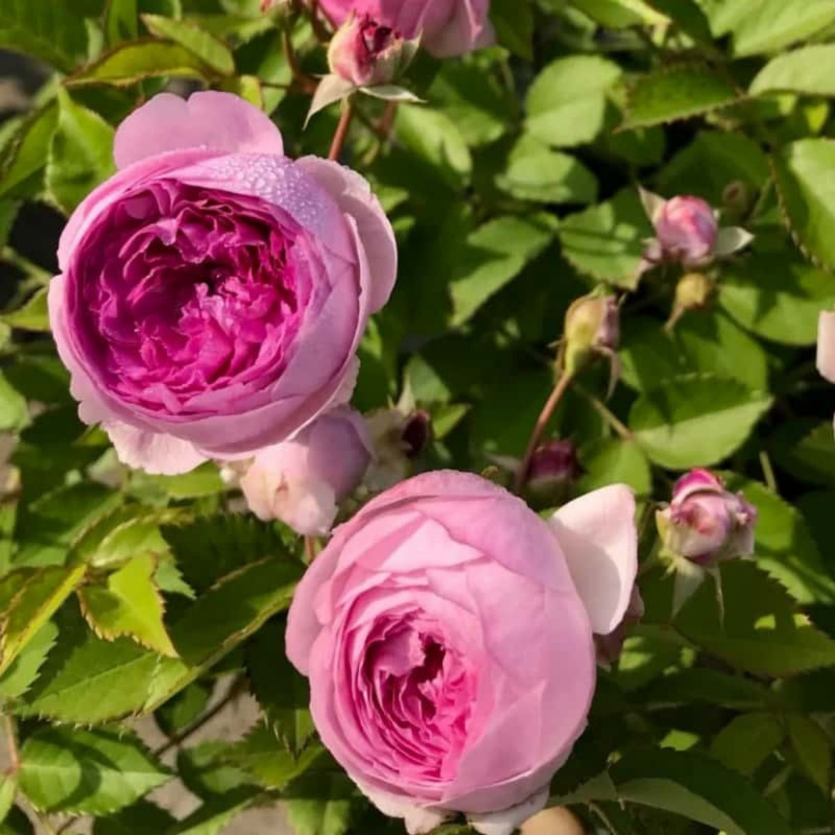 Aunt Margy's Perennial Rose Seeds - Pink and Blush Blooms, 32+ seeds