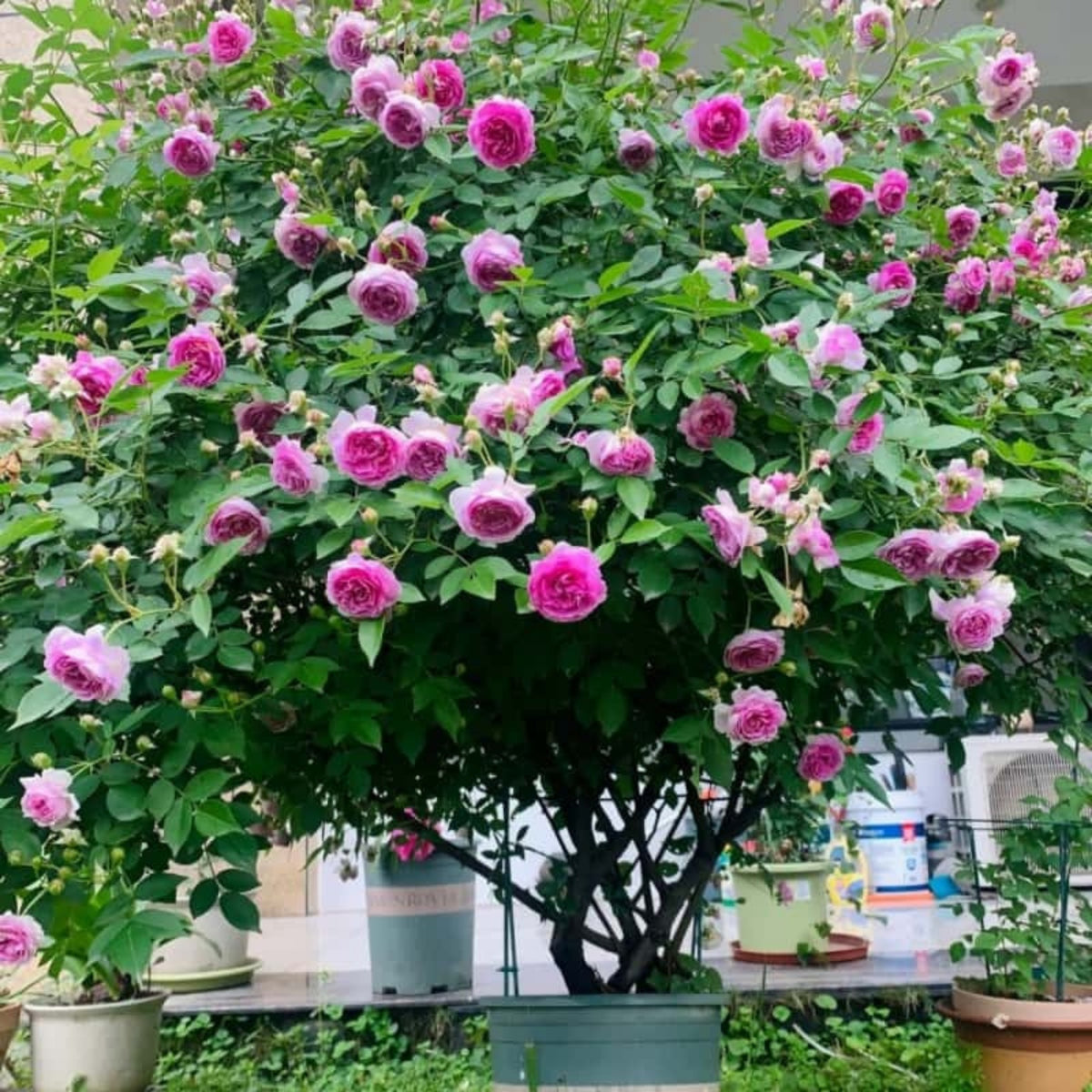 Aunt Margy's Perennial Rose Seeds - Pink and Blush Blooms, 32+ seeds