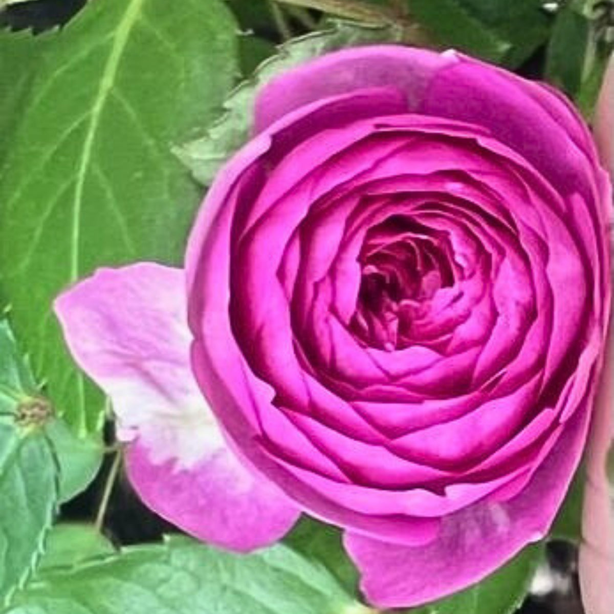 Aunt Margy's Perennial Rose Seeds - Pink and Blush Blooms, 32+ seeds