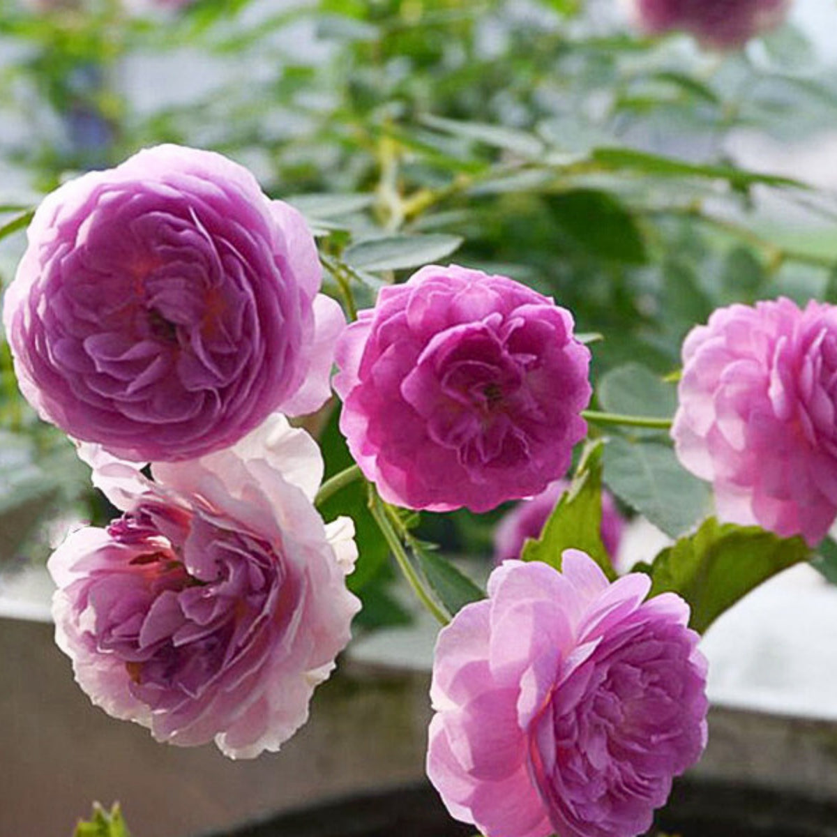 Aunt Margy's Perennial Rose Seeds - Pink and Blush Blooms, 32+ seeds