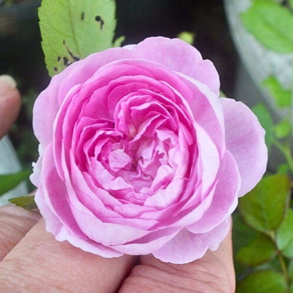 Aunt Margy's Perennial Rose Seeds - Pink and Blush Blooms, 32+ seeds