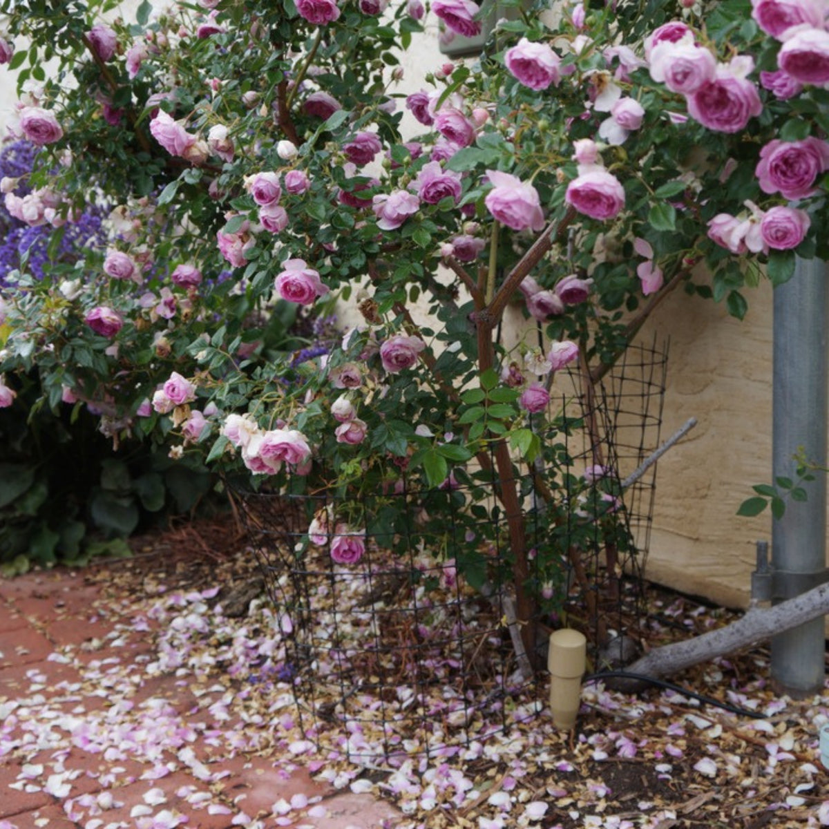 Aunt Margy's Perennial Rose Seeds - Pink and Blush Blooms, 32+ seeds