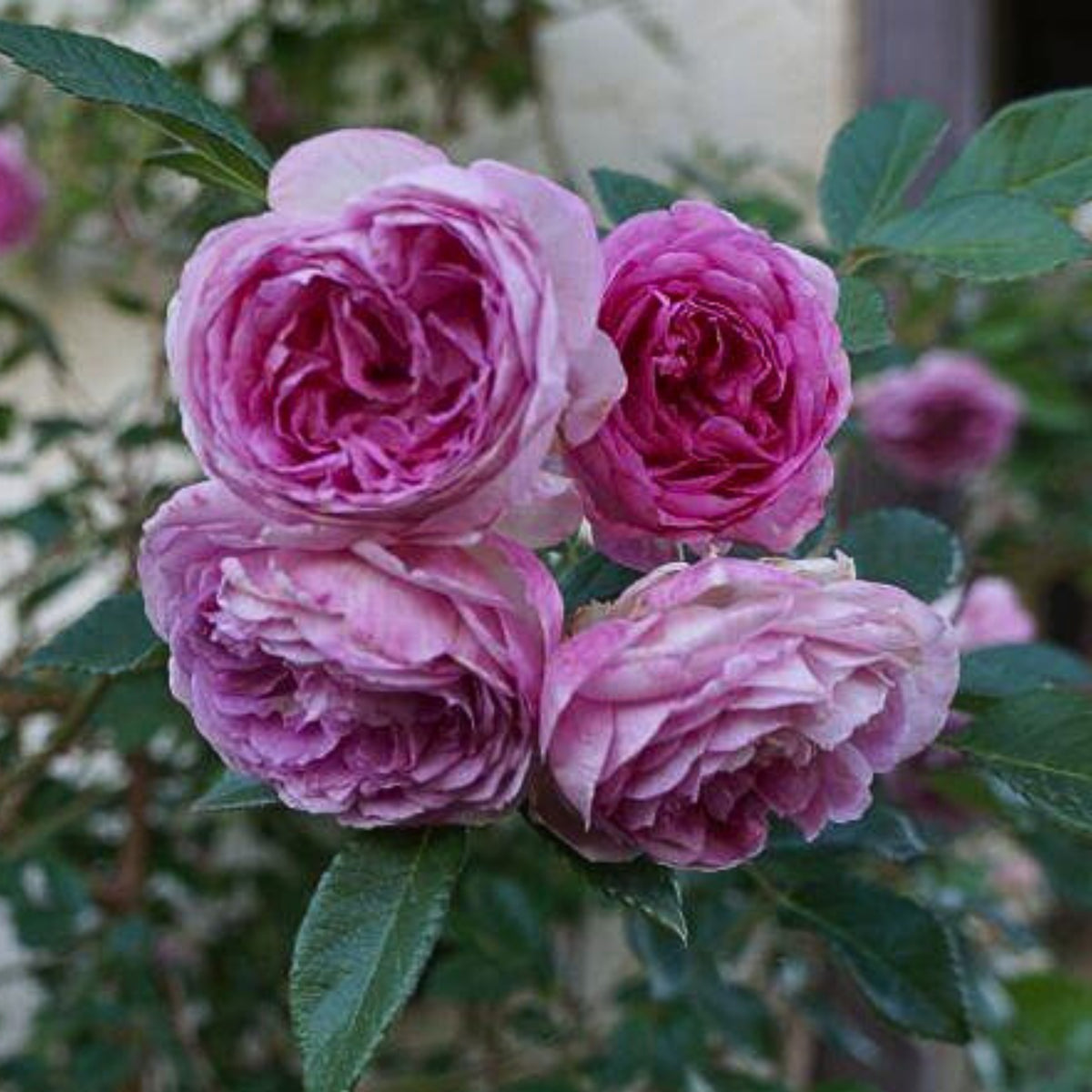 Aunt Margy's Perennial Rose Seeds - Pink and Blush Blooms, 32+ seeds