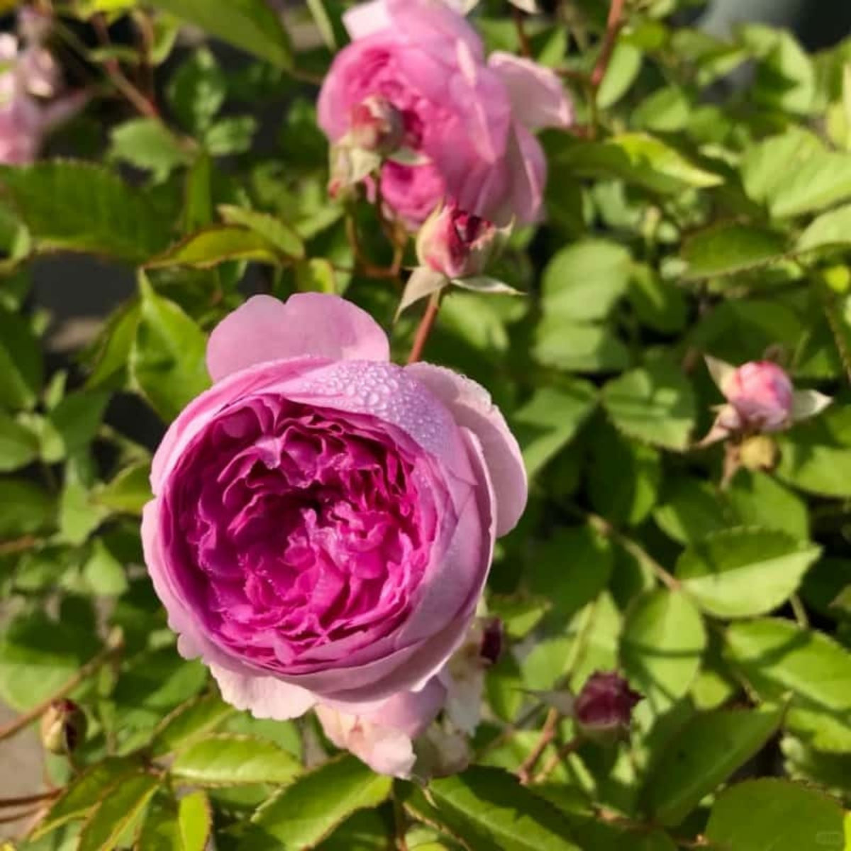 Aunt Margy's Perennial Rose Seeds - Pink and Blush Blooms, 32+ seeds