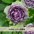 30+ Seeds|Coffret コフレ珠寶盒-Perennial Rose Seeds - Beautiful Garden Rose Flowers - Colorful Blooms - Long Blooming Flower - Cottage Garden - Cut Flower#1194