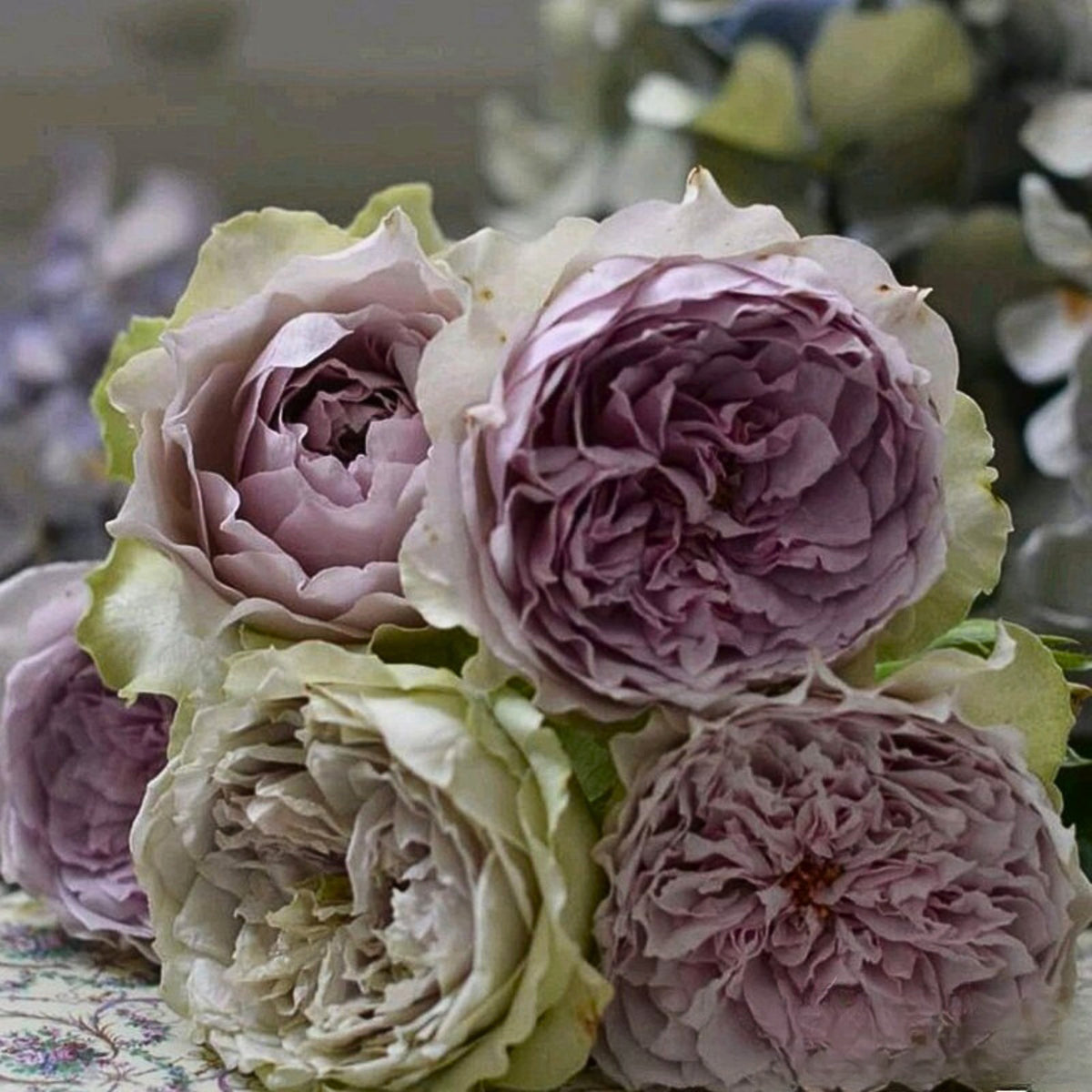 Coffret コフレ珠寶盒-Perennial Rose Seeds, 30+ seeds