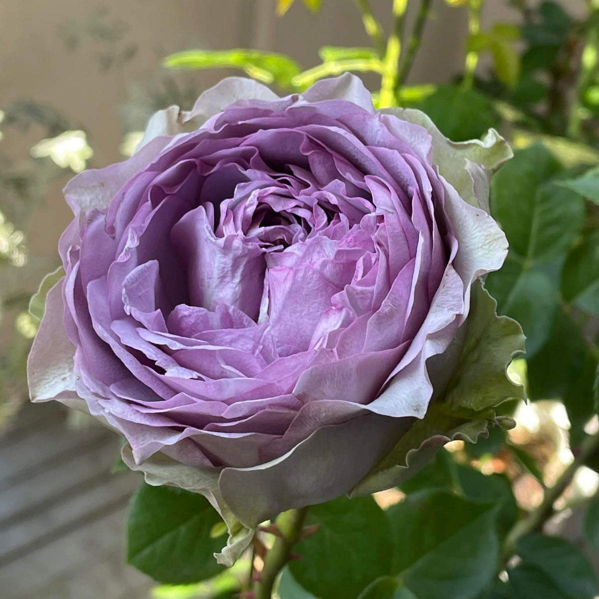 Coffret コフレ珠寶盒-Perennial Rose Seeds, 30+ seeds