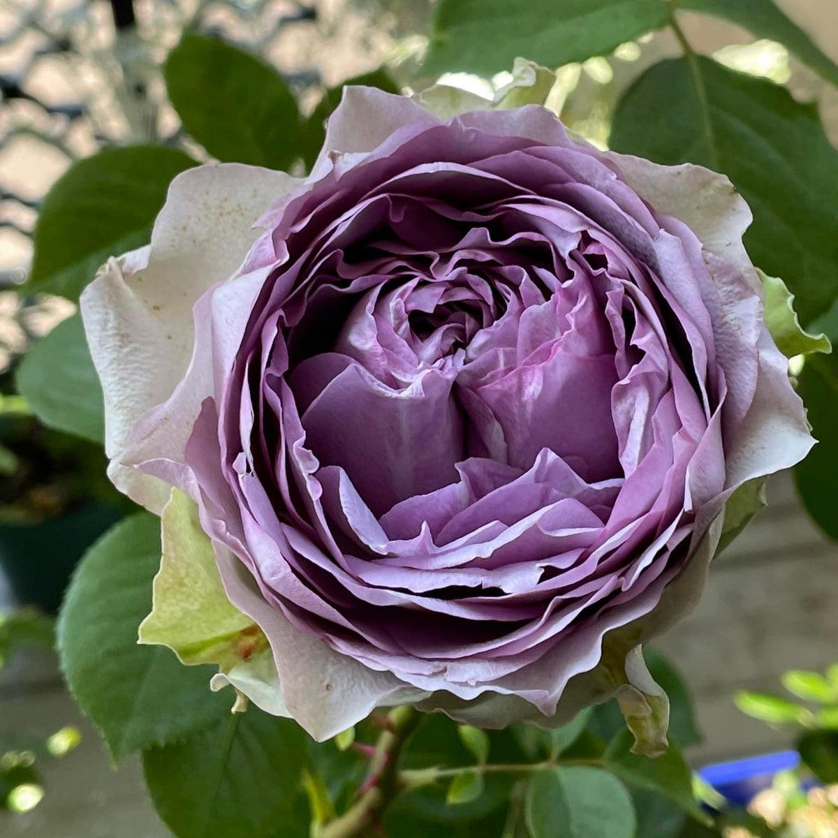 Coffret コフレ珠寶盒-Perennial Rose Seeds, 30+ seeds